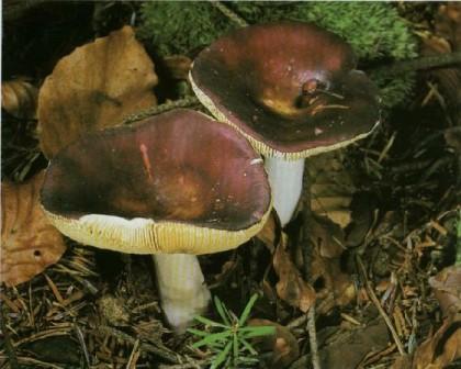   Russula integra